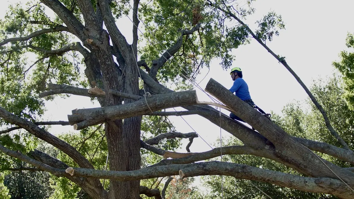 Professional Crown Thinning performed by certified arborists in Model